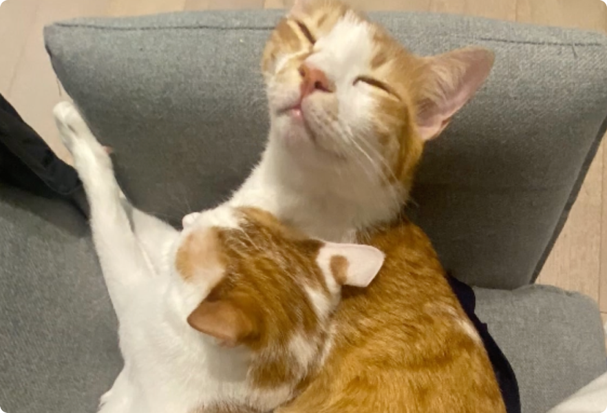 Happy cat