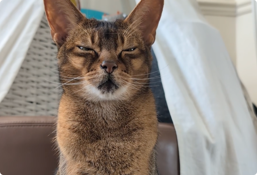 Happy cat