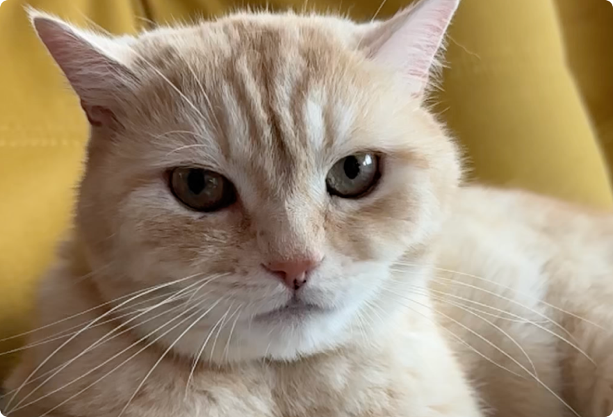 Happy cat