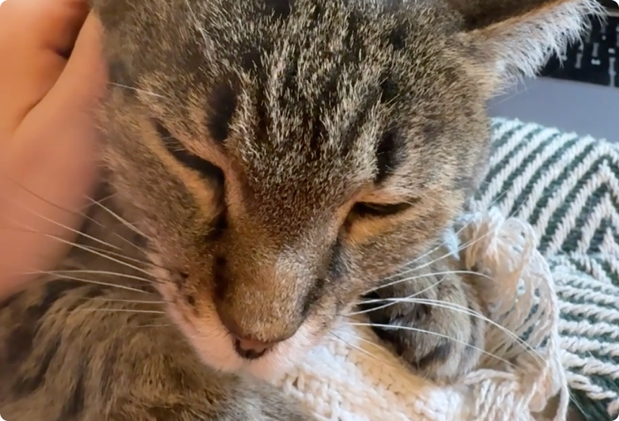 Happy cat