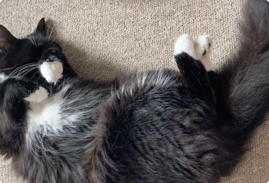 Happy cat