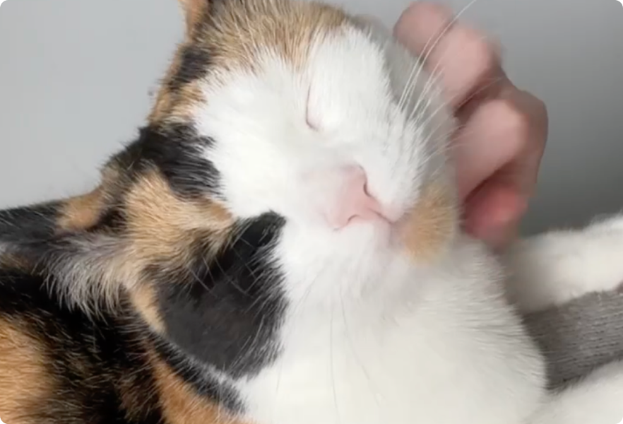 Happy cat