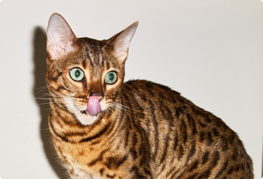 Happy cat