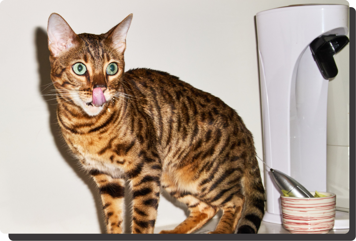 Healthy senior cat after KatKin - restored weight and shiny coat