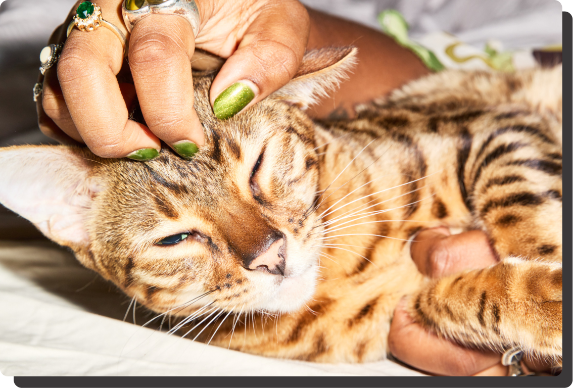 Senior cat before KatKin - older cat losing weight transformation